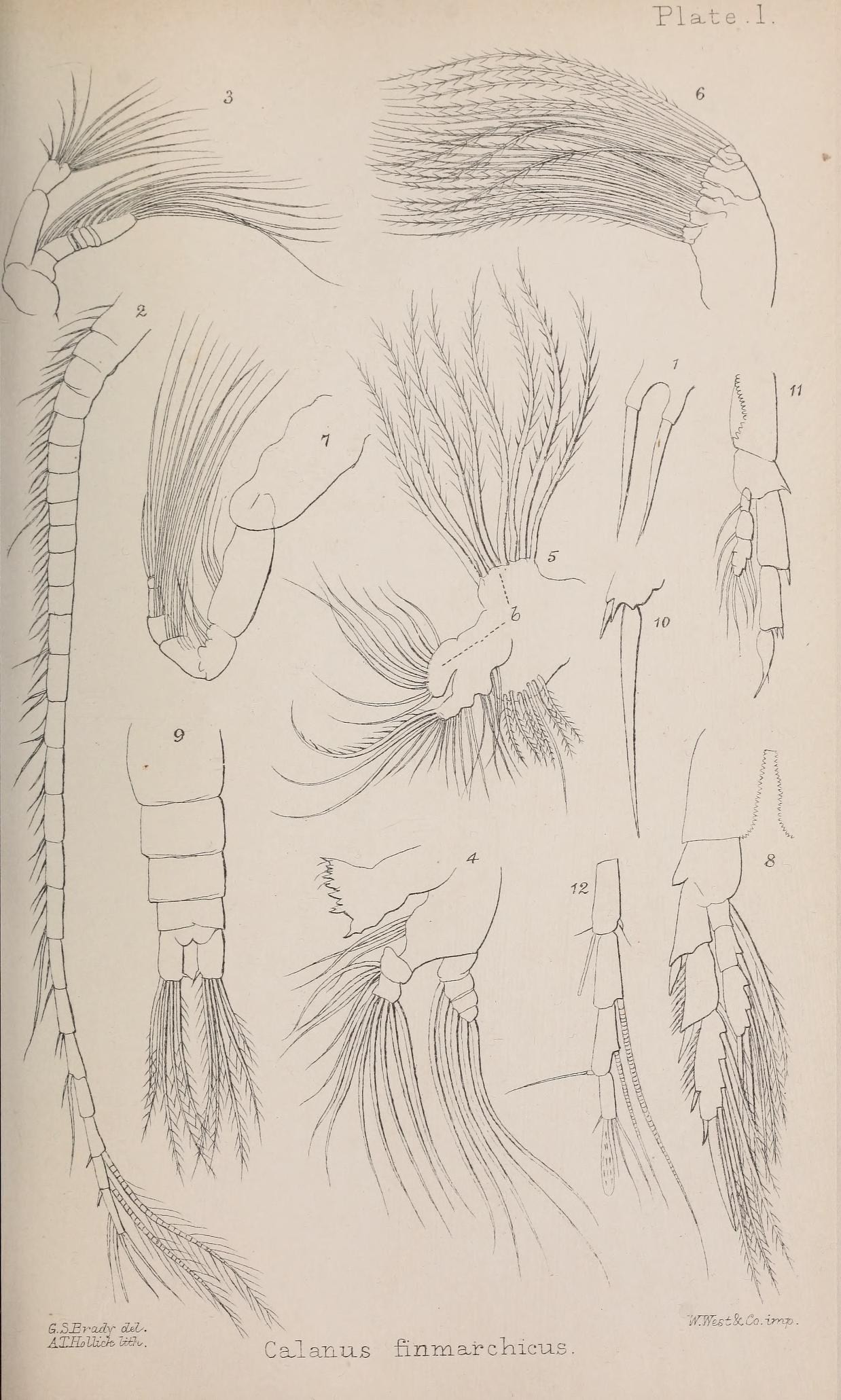 Copépode calanus (Calanus finmarchicus) en photographie