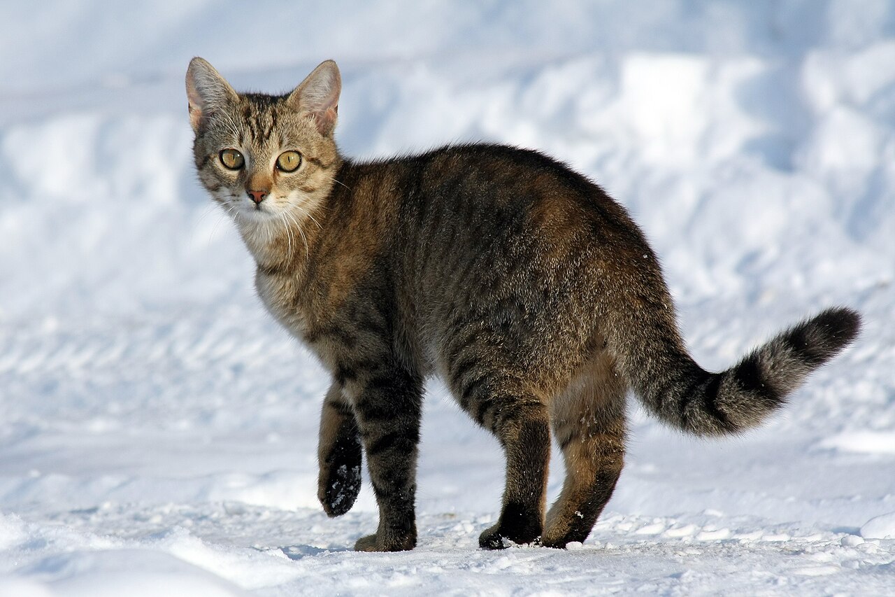 Chat domestique (Felis catus) en photographie