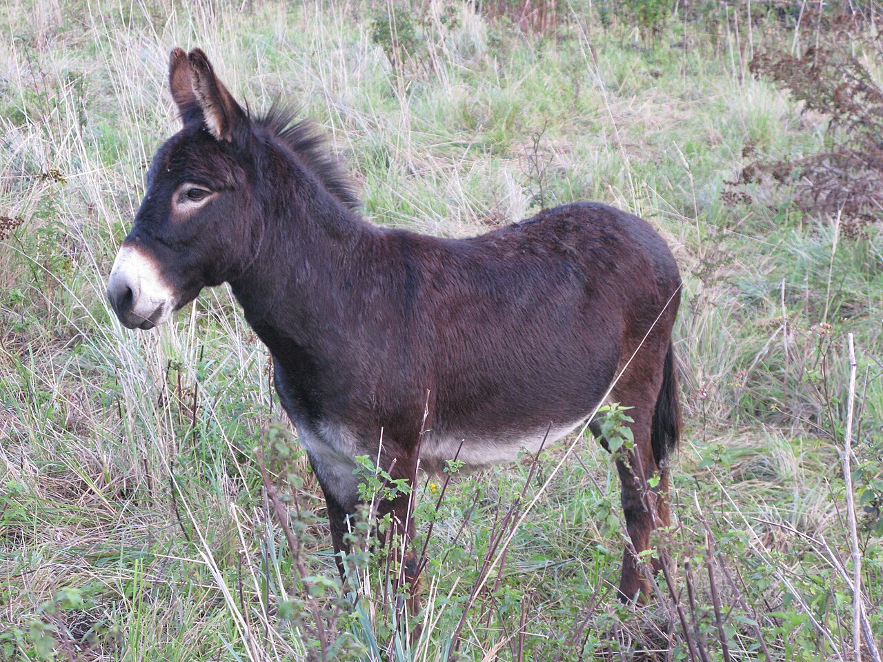 Âne (Equus asinus) en photographie