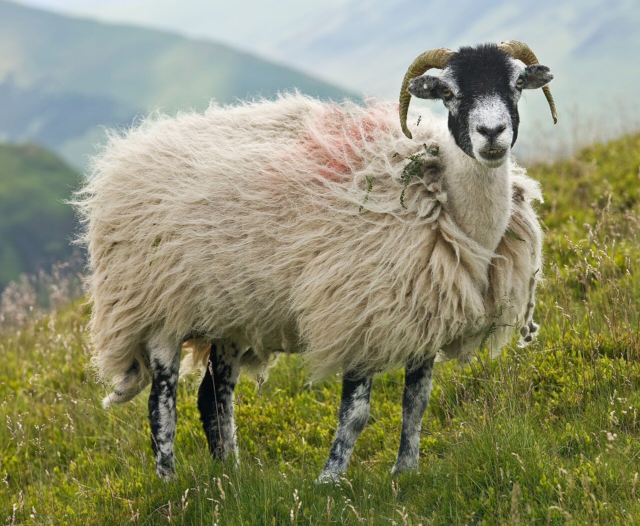 Mouton (Ovis aries) en photographie