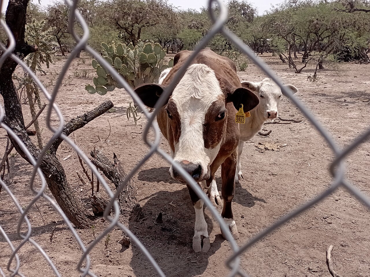 Vache (bovin domestique) (Bos taurus) en photographie