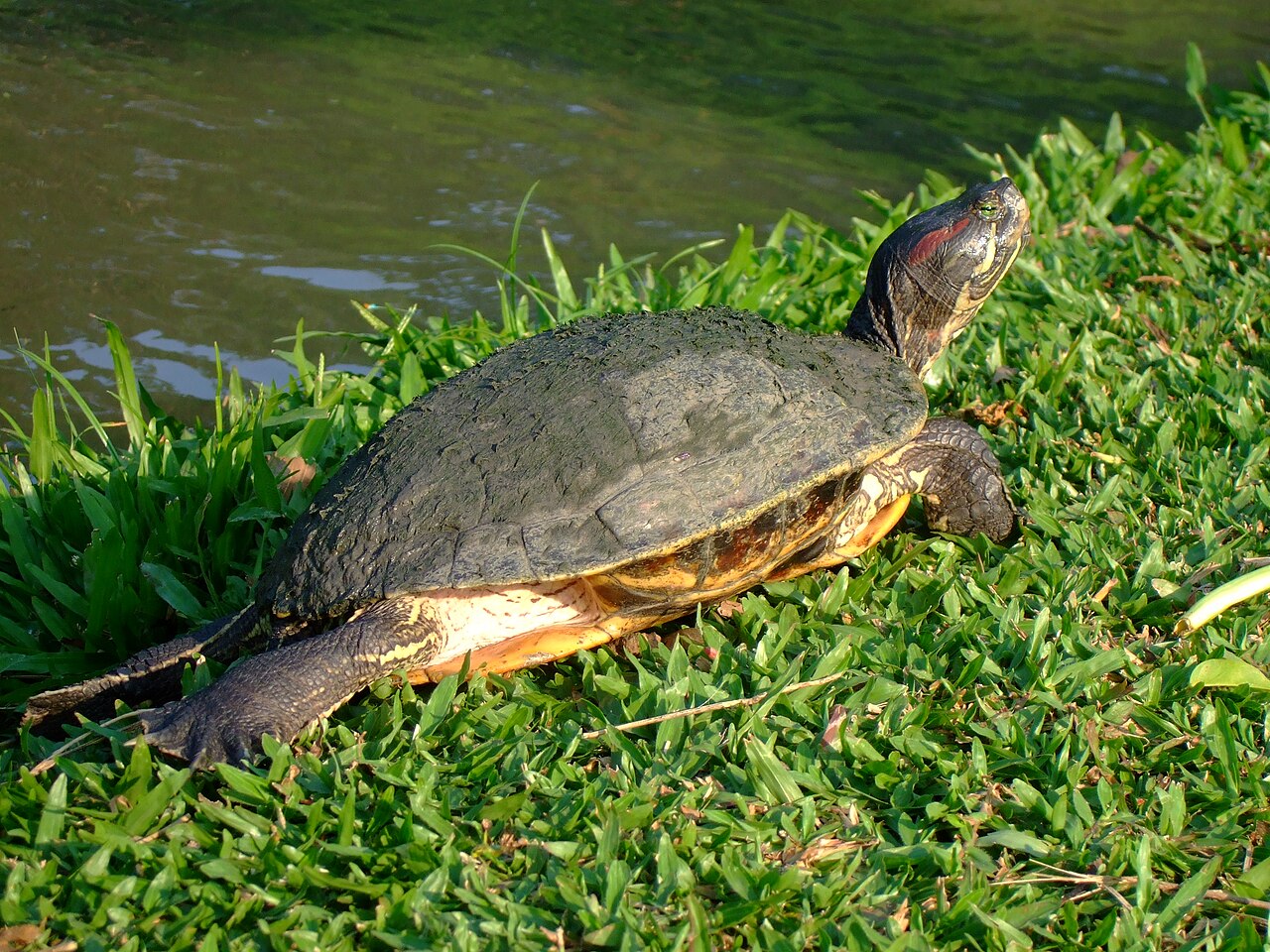 Trachémyde à tempes rouges (Trachemys scripta) en photographie