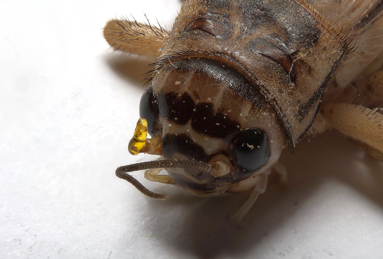 Grillon domestique (Acheta domesticus) en photographie