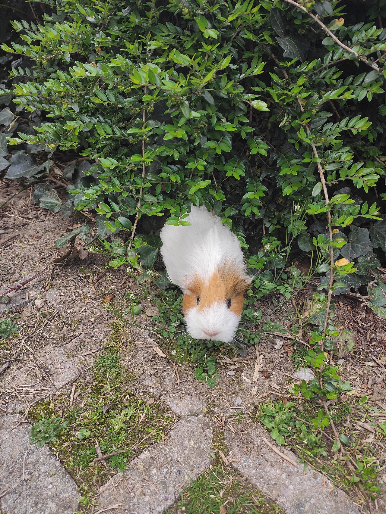 Cobaye (Cavia porcellus) en photographie