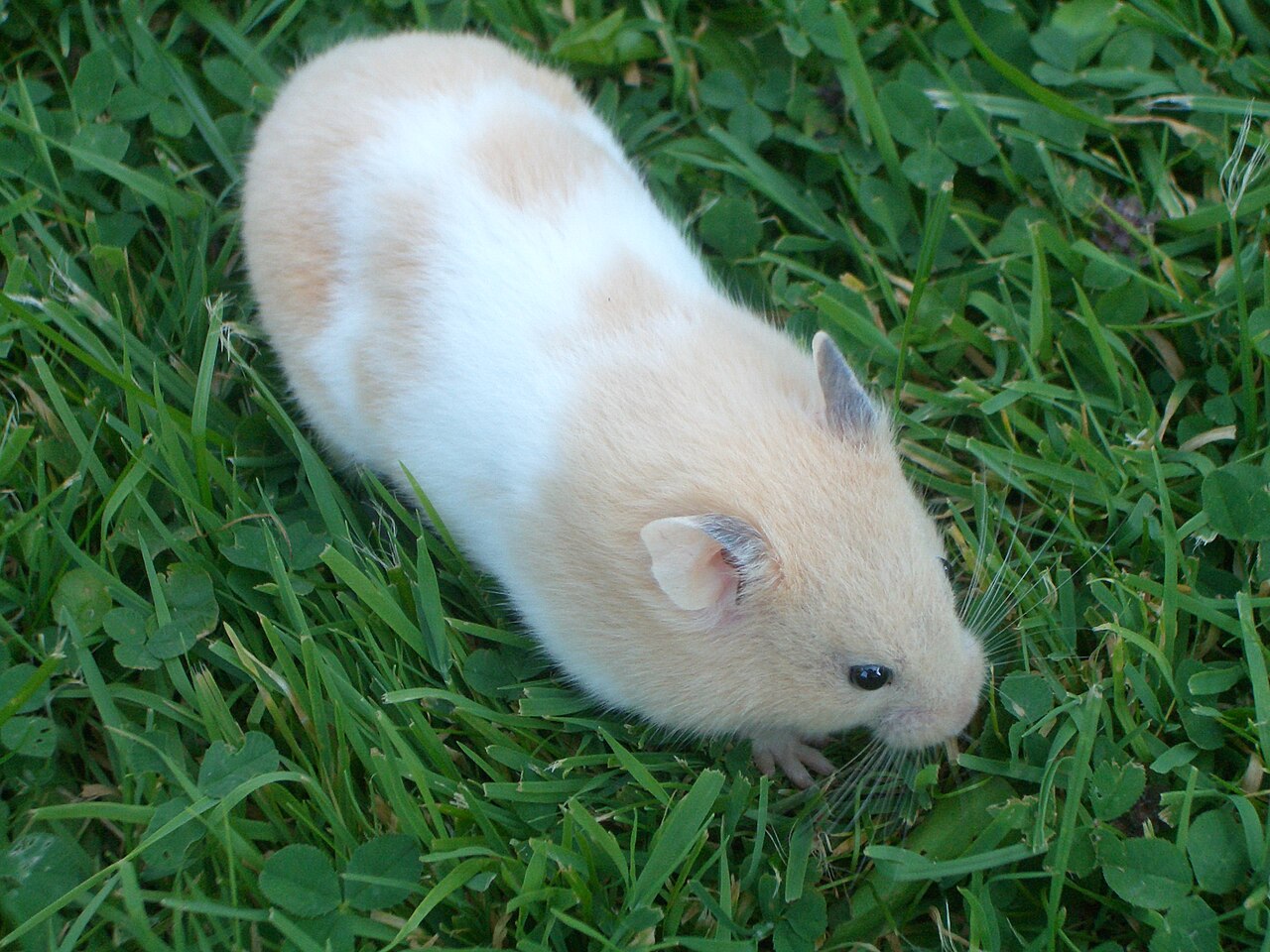 Hamster doré (Mesocricetus auratus) en photographie