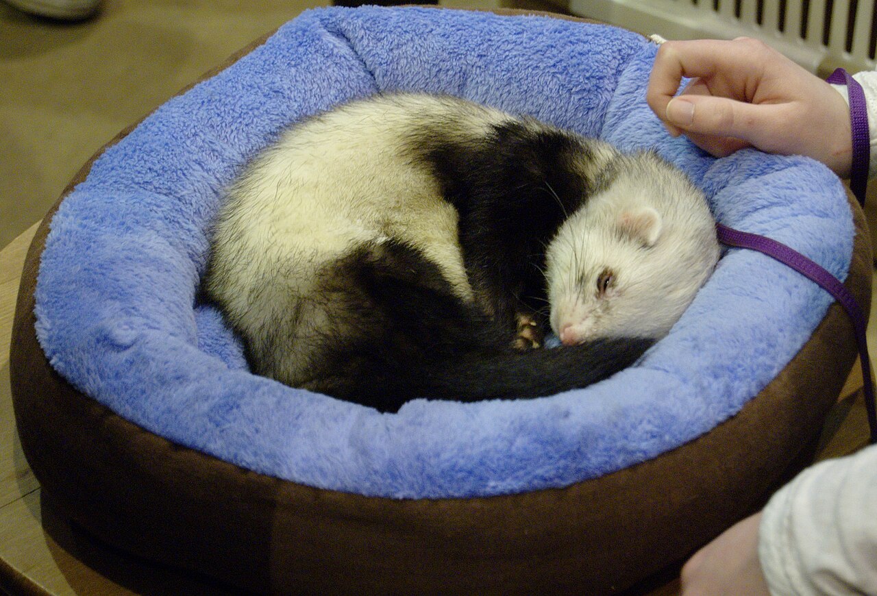 Furet (Mustela putorius furo) en photographie