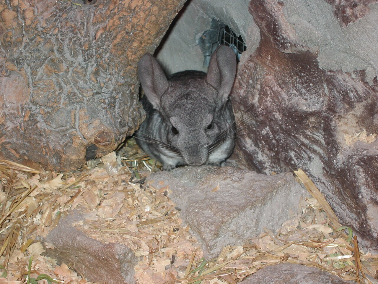 Chinchilla à longue queue (Chinchilla lanigera) en photographie