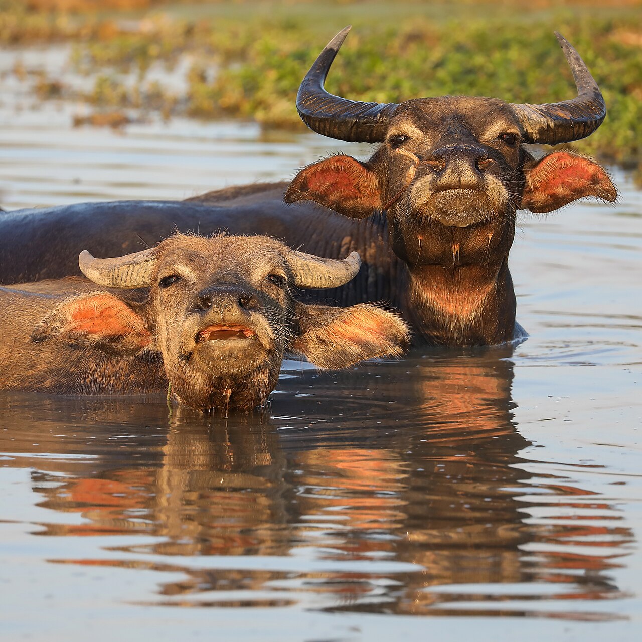 Buffle d’eau (Bubalus bubalis) en photographie