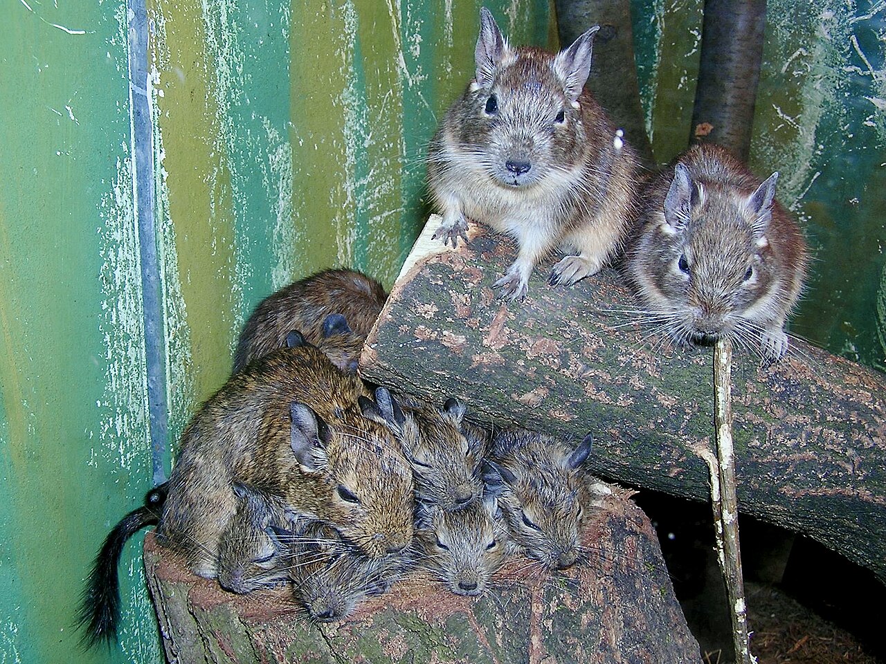 Dègue du Chili (Octodon degus) en photographie