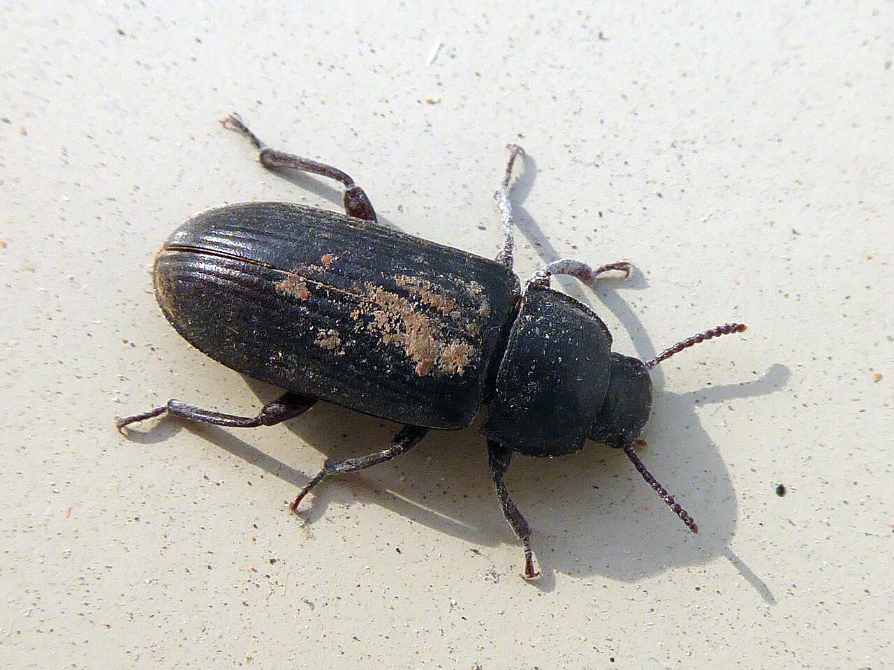 Ver de farine (ténébrion) (Tenebrio molitor) en photographie