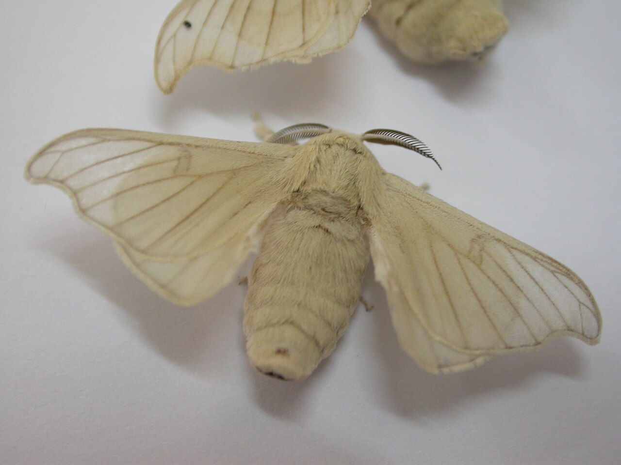 Ver à soie (bombyx du mûrier) (Bombyx mori) en photographie