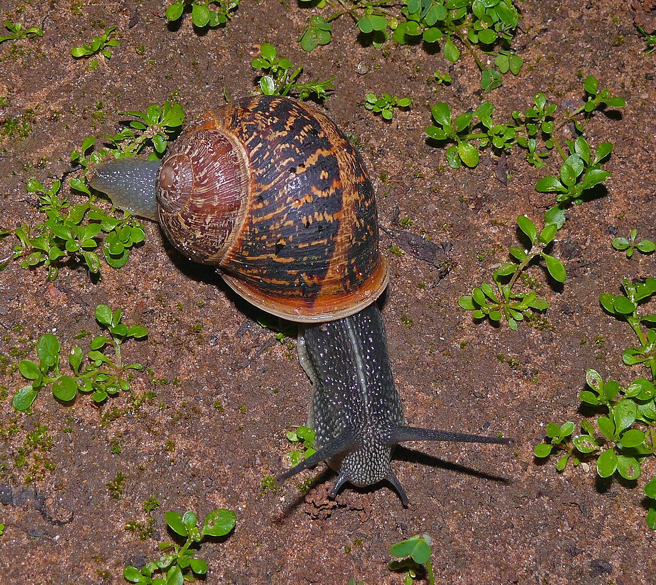 Escargot petit-gris (Cornu aspersum) en photographie
