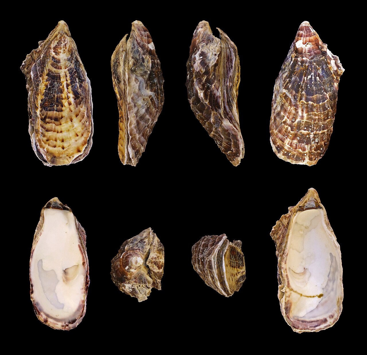 Huître creuse (Magallana gigas) en photographie