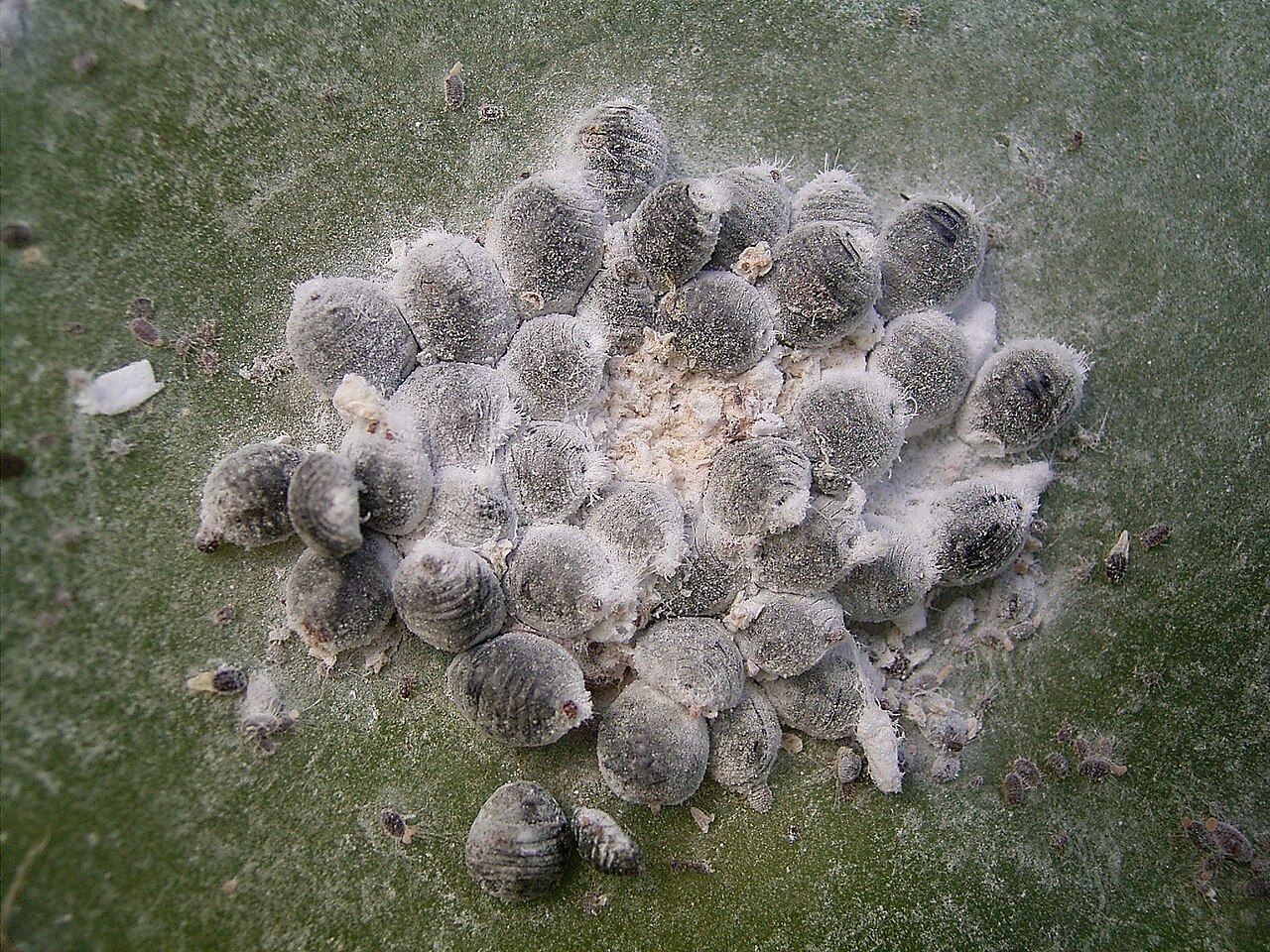 Cochenille du nopal (Dactylopius coccus) en photographie