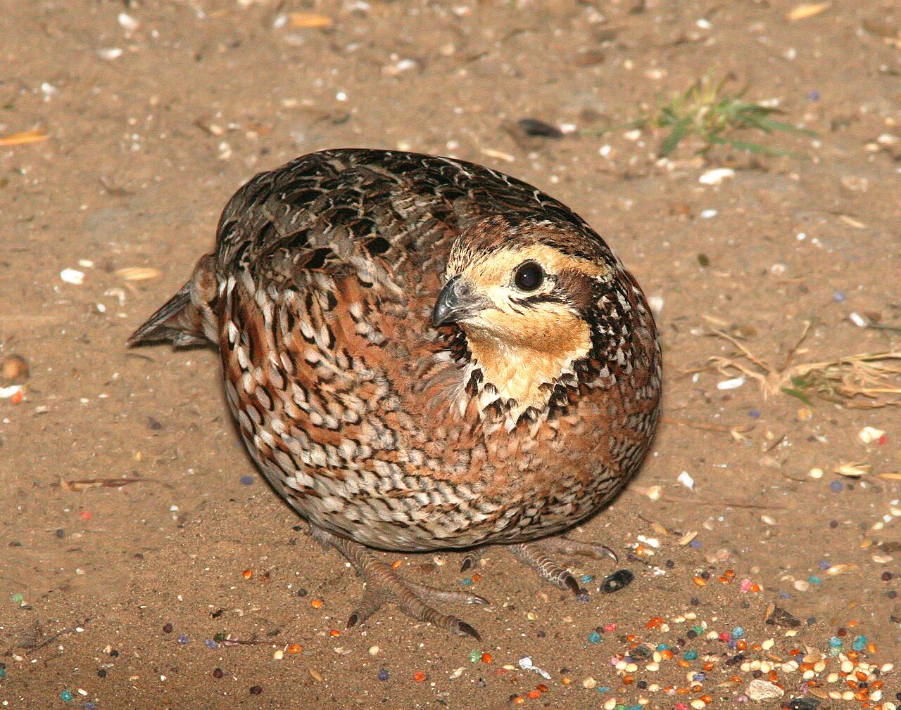 Colin de Virginie (Colinus virginianus) en photographie