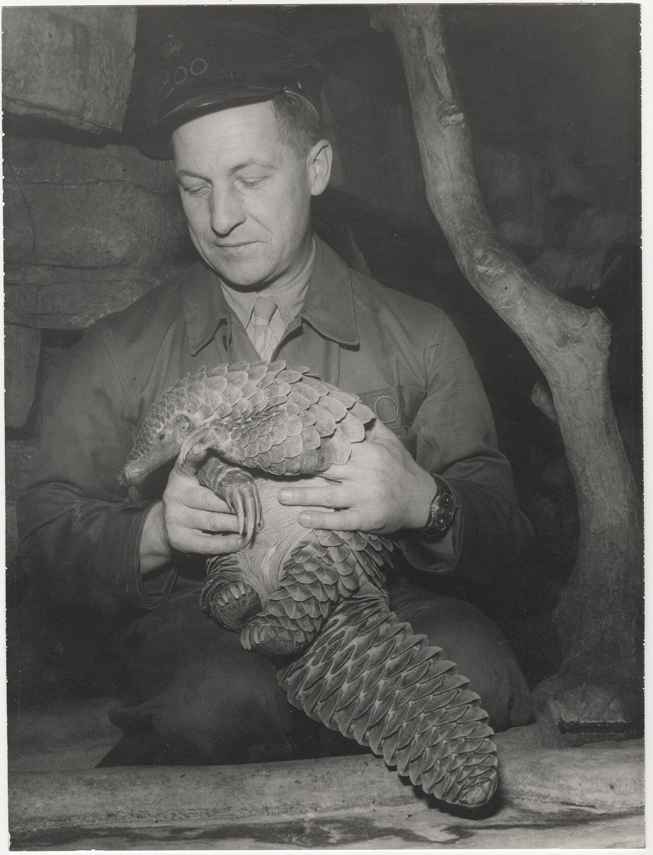 Pangolin géant (Manis gigantea) en photographie