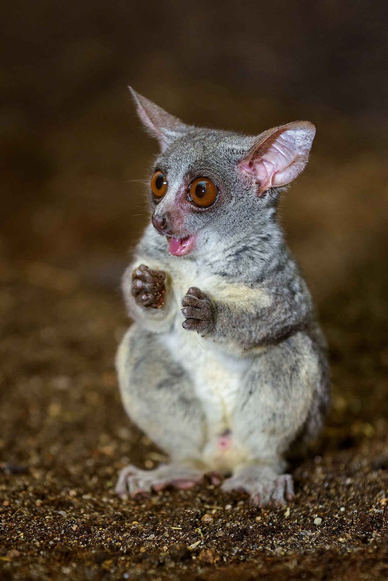 Galago du Sénégal (Galago senegalensis) en photographie