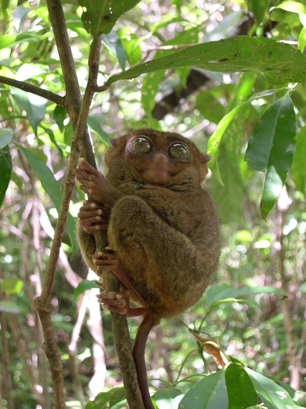 Tarsier des Philippines (Carlito syrichta) en photographie
