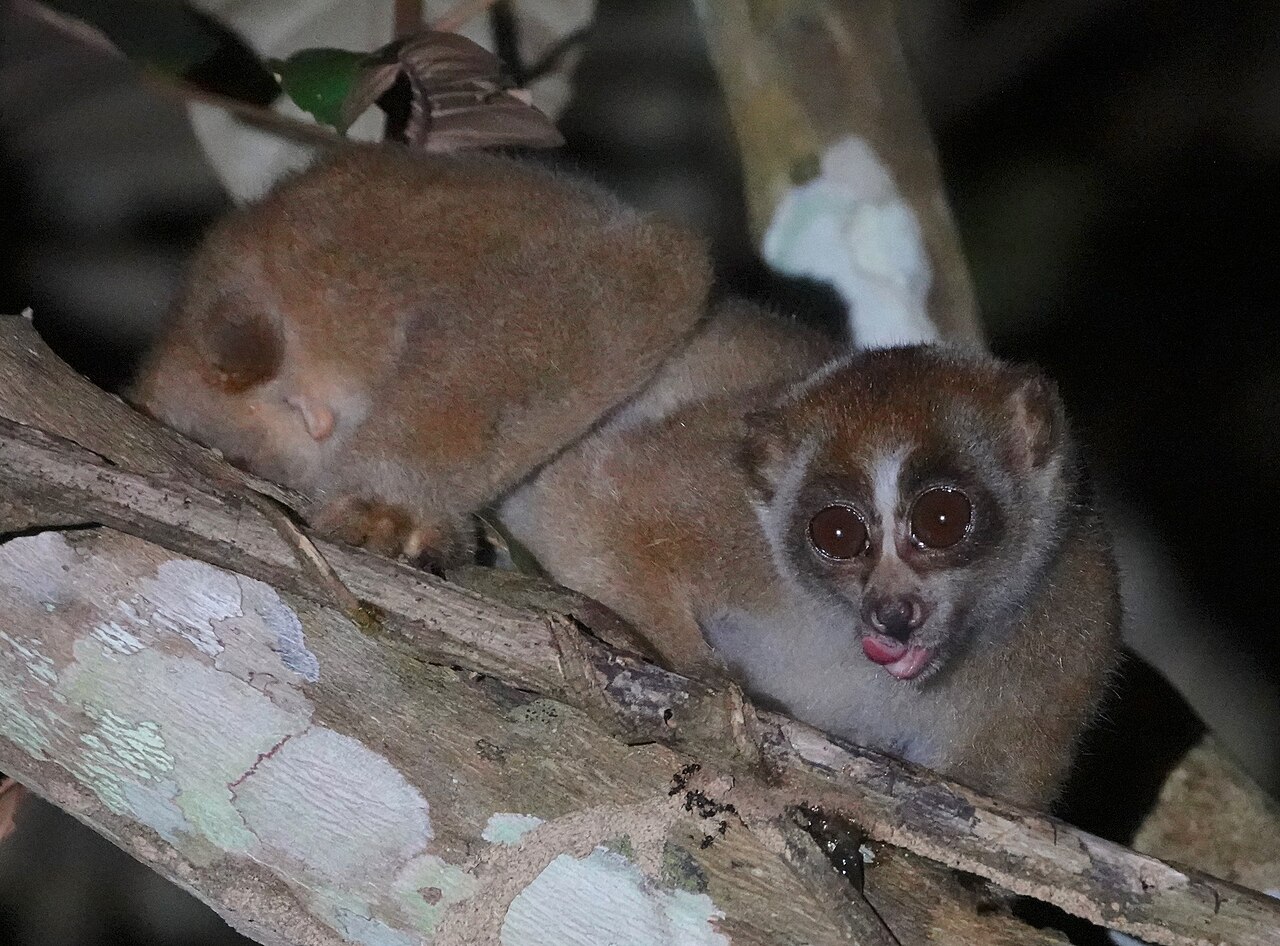 Loris lent (Nycticebus coucang) en photographie