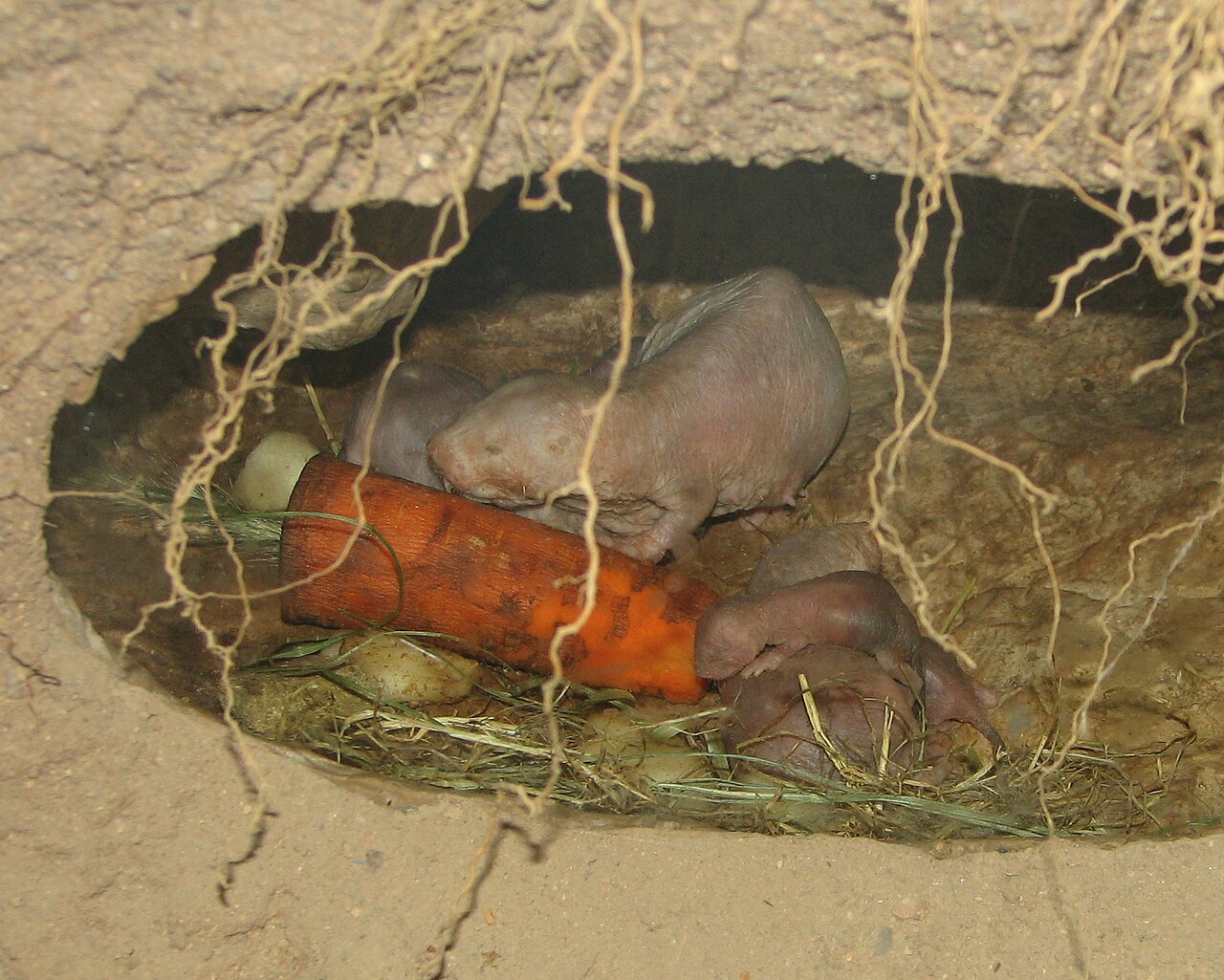 Rat-taupe nu (Heterocephalus glaber) en photographie