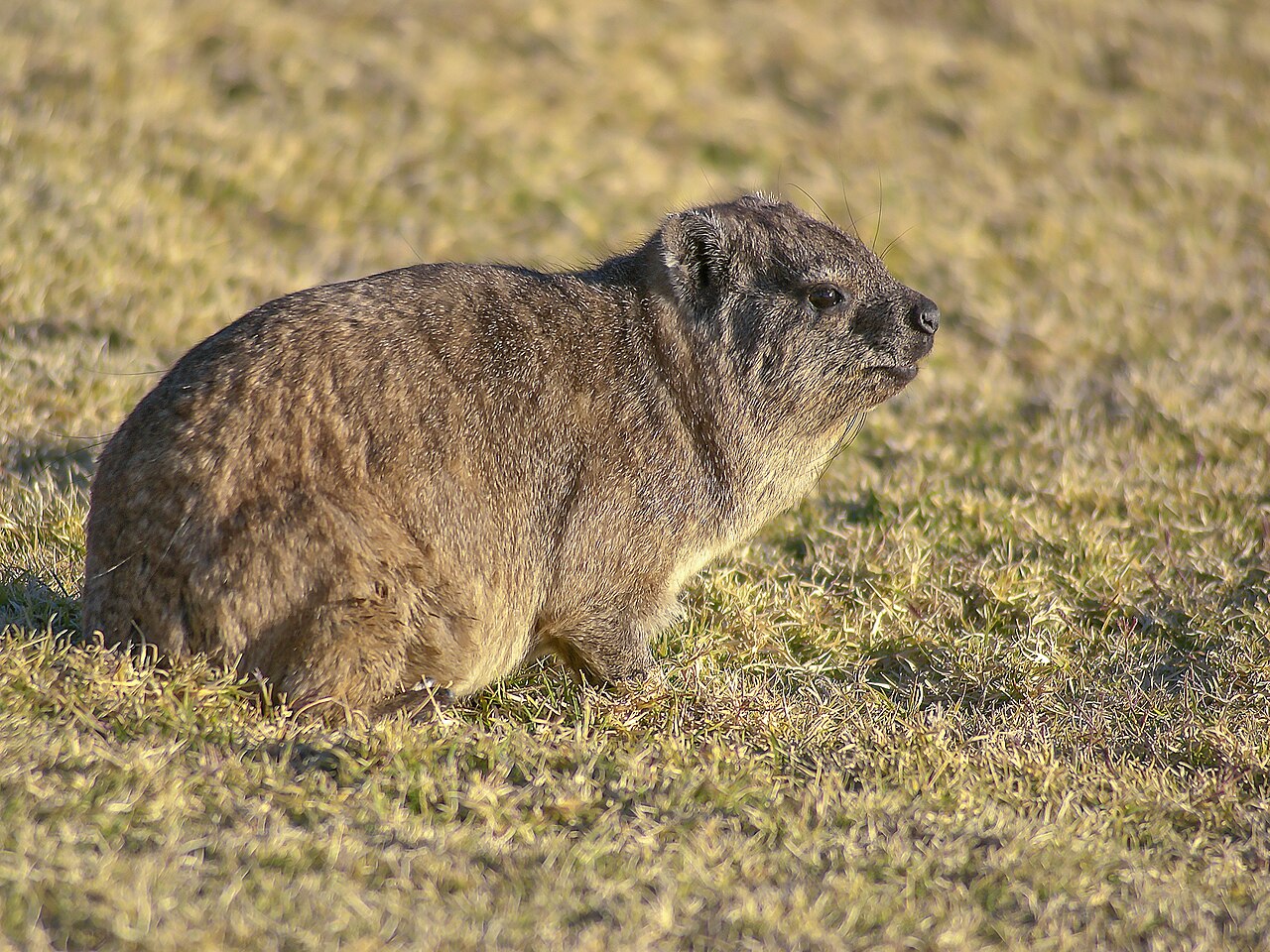Daman des rochers (Procavia capensis) en photographie