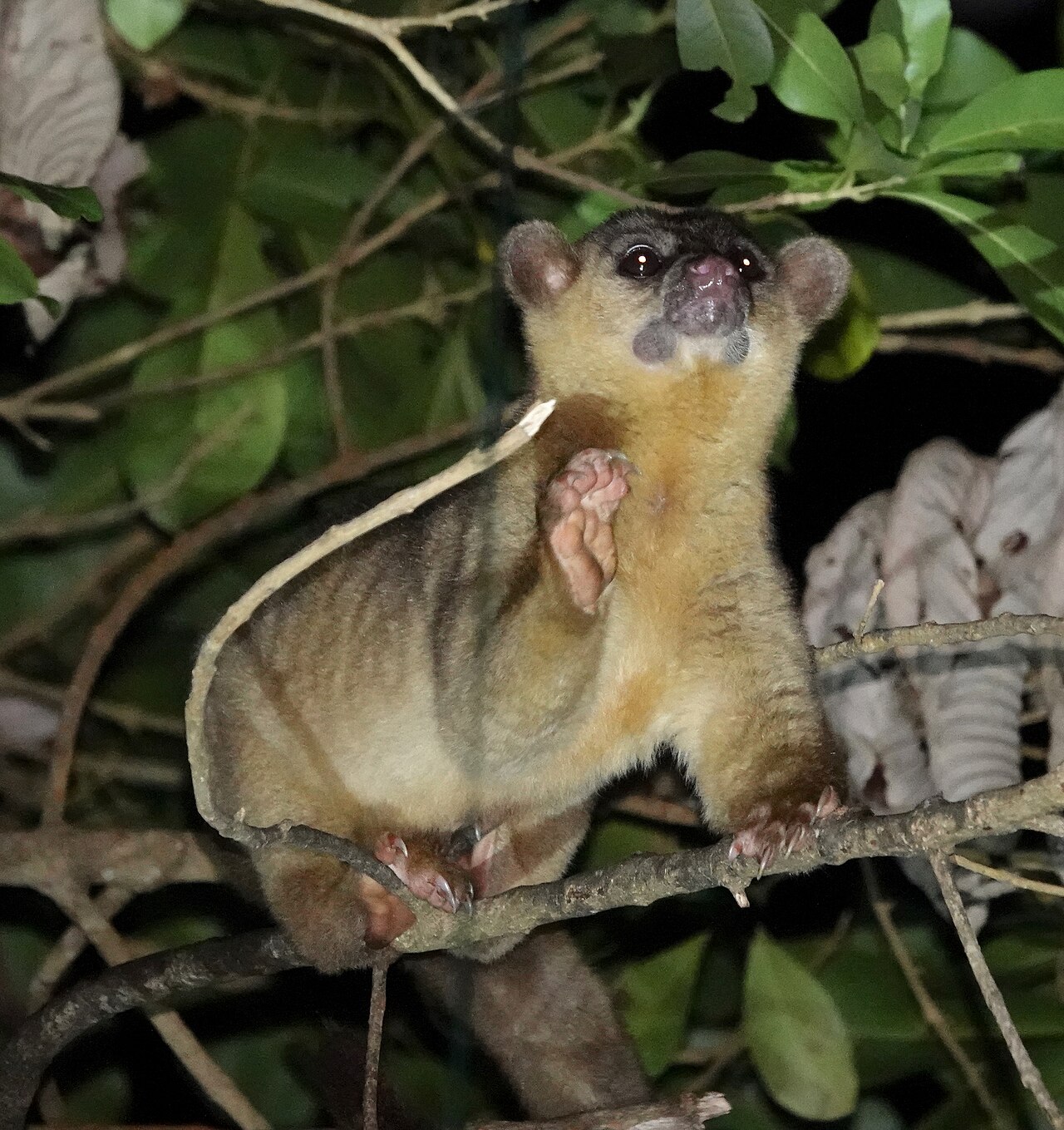 Kinkajou (Potos flavus) en photographie