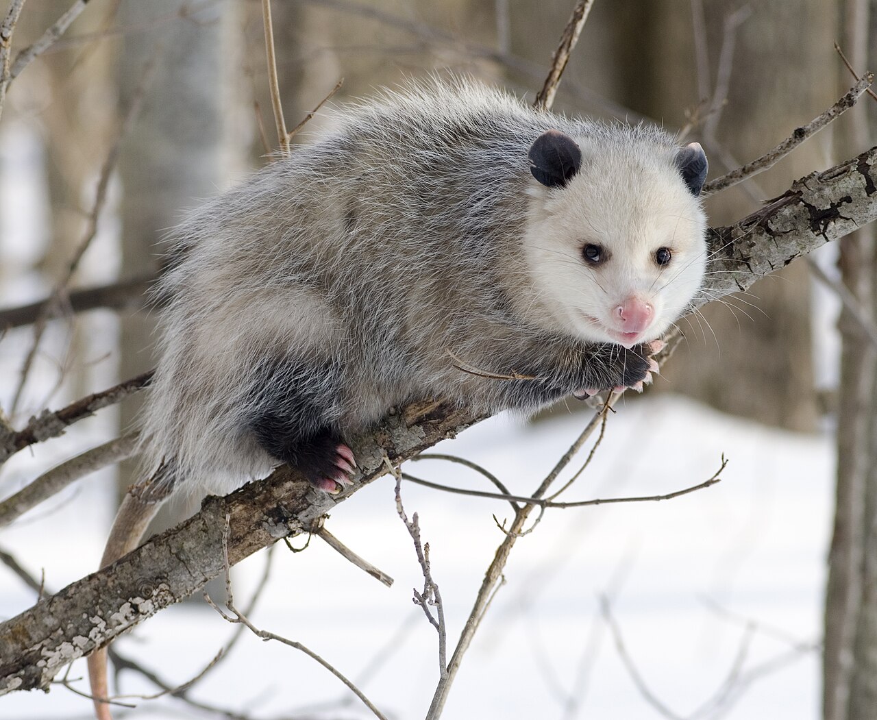 Opossum de Virginie (Didelphis virginiana) en photographie