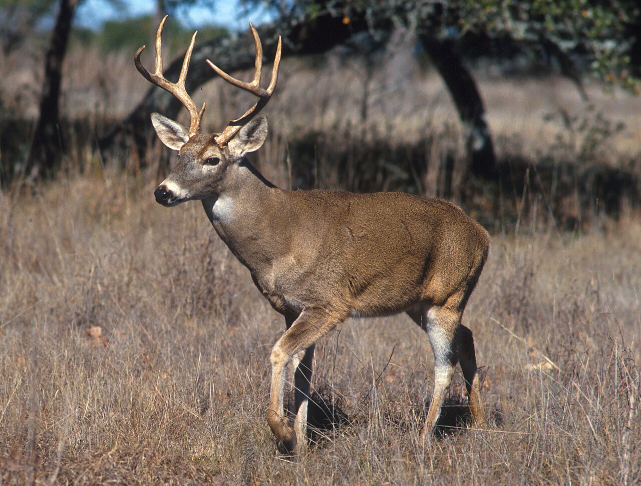 Cerf de Virginie (Odocoileus virginianus) en photographie
