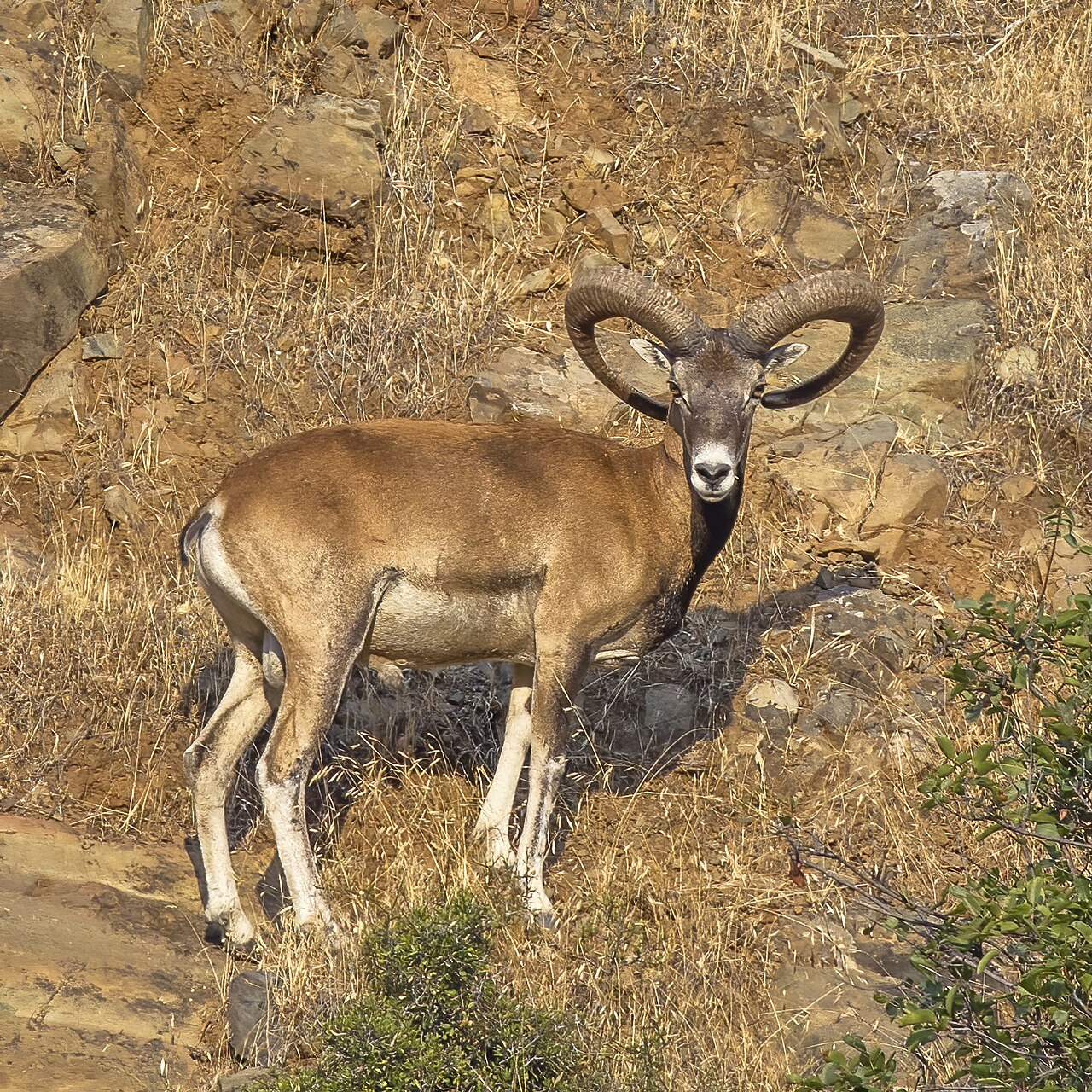 Mouflon d’Asie (Ovis gmelini) en photographie