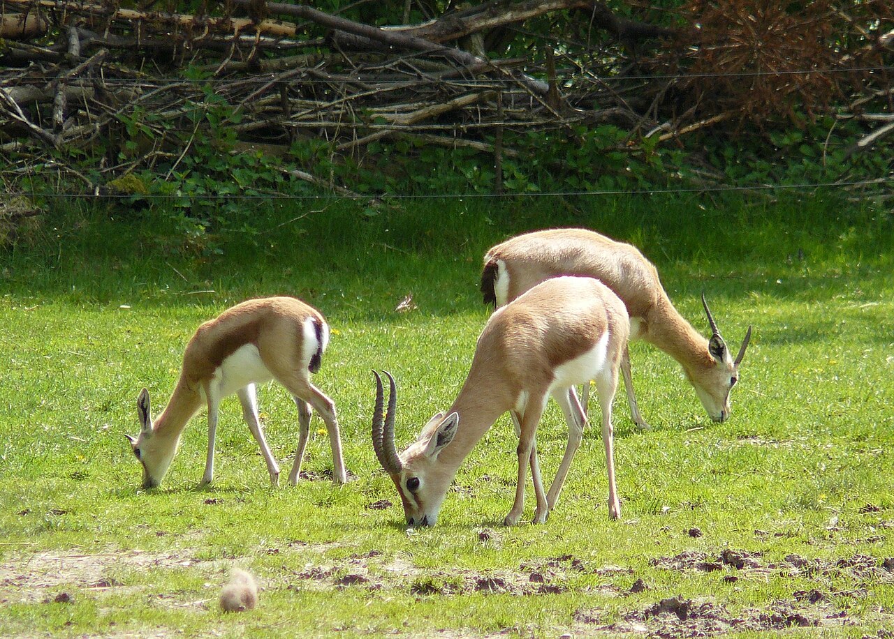 Gazelle dorcas (Gazella dorcas) en photographie
