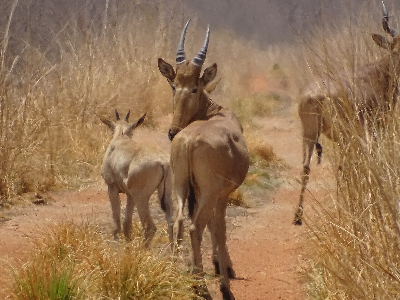 Bubale (Alcelaphus buselaphus) en photographie