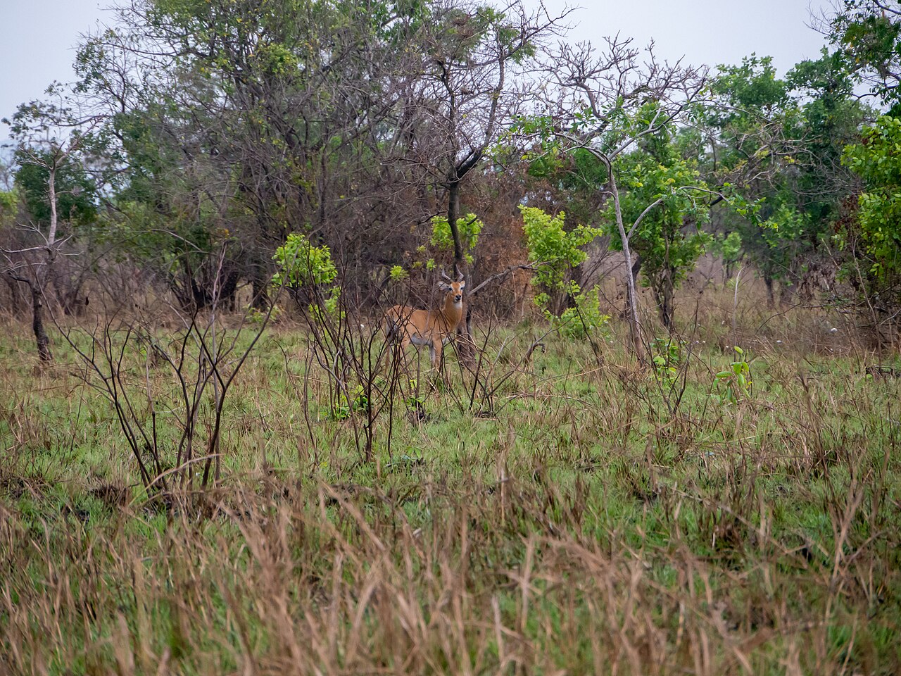 Cobe de Buffon (Kobus kob) en photographie