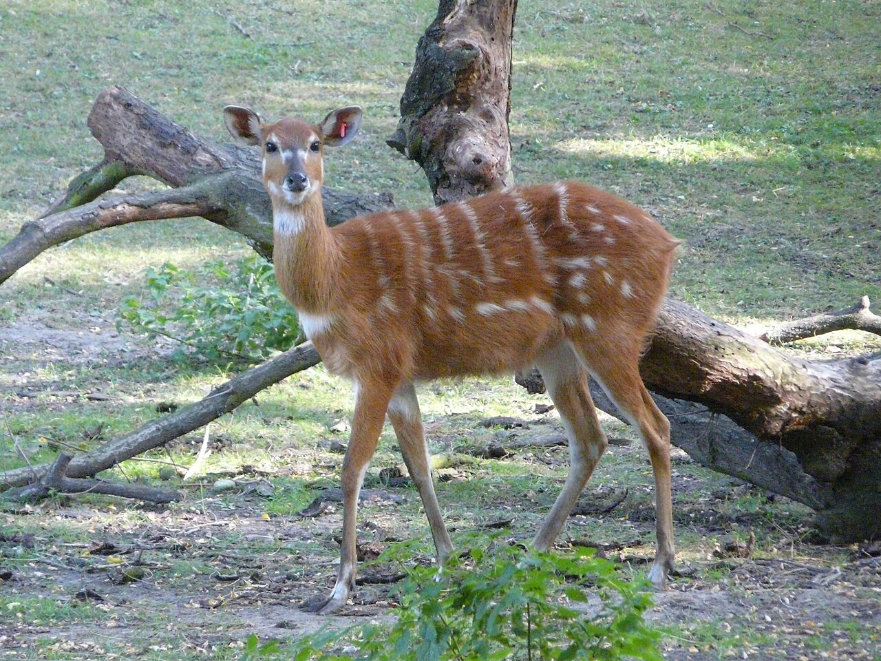 Sitatunga (Tragelaphus spekii) en photographie