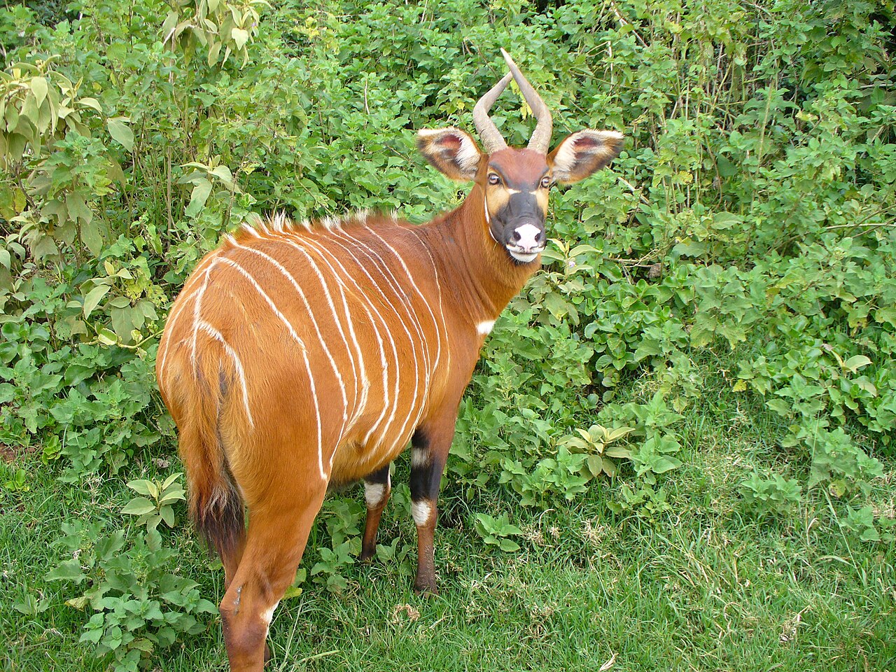 Bongo (Tragelaphus eurycerus) en photographie