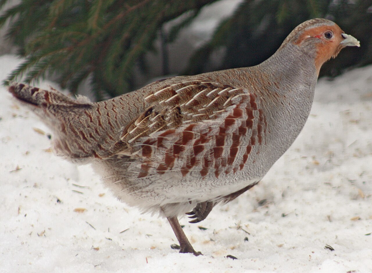 Perdrix grise (Perdix perdix) en photographie