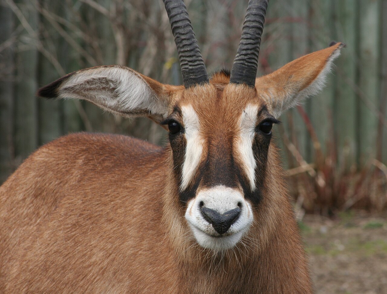 Hippotrague (Hippotragus equinus) en photographie
