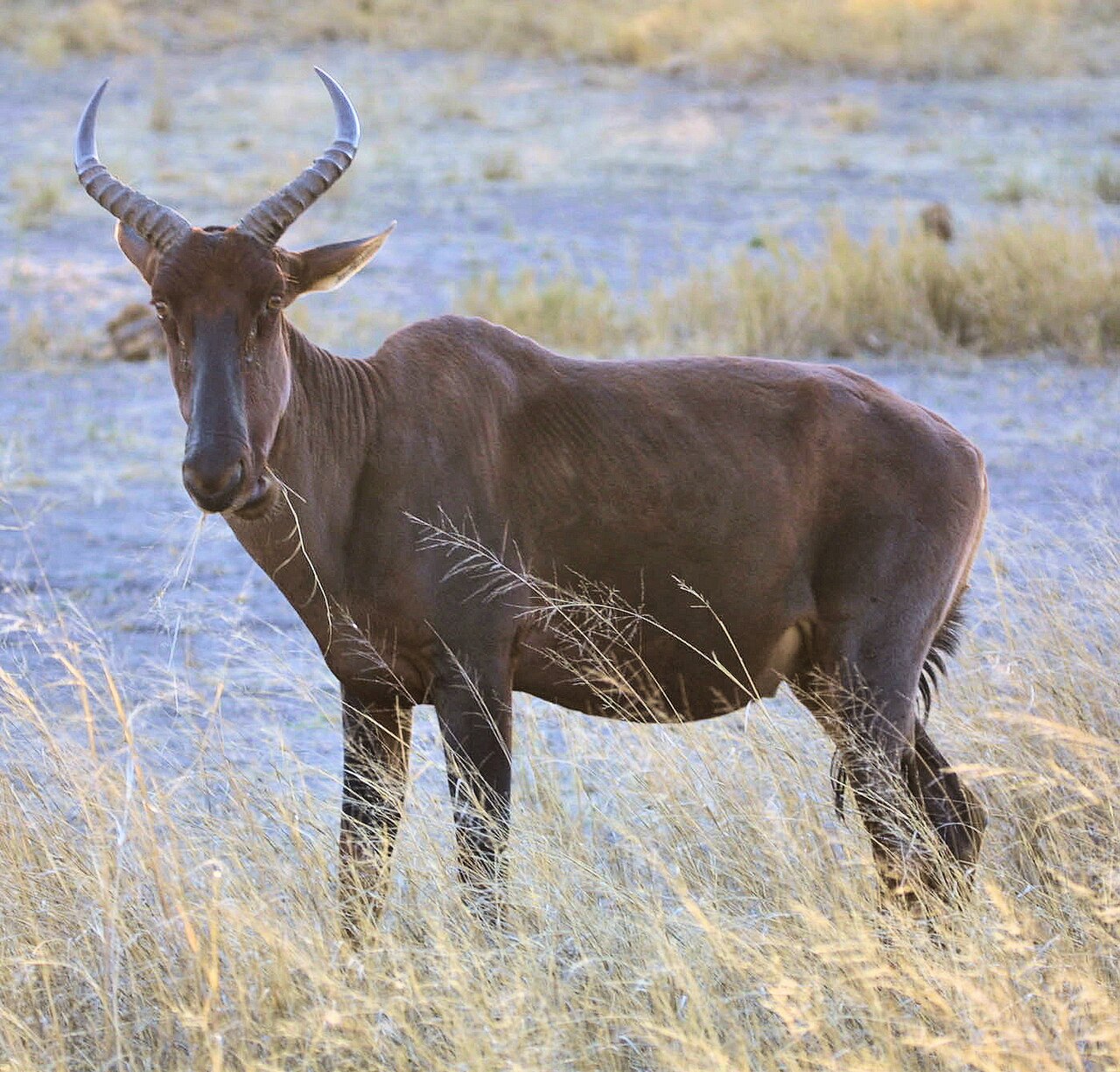 Damalisque (Damaliscus lunatus) en photographie