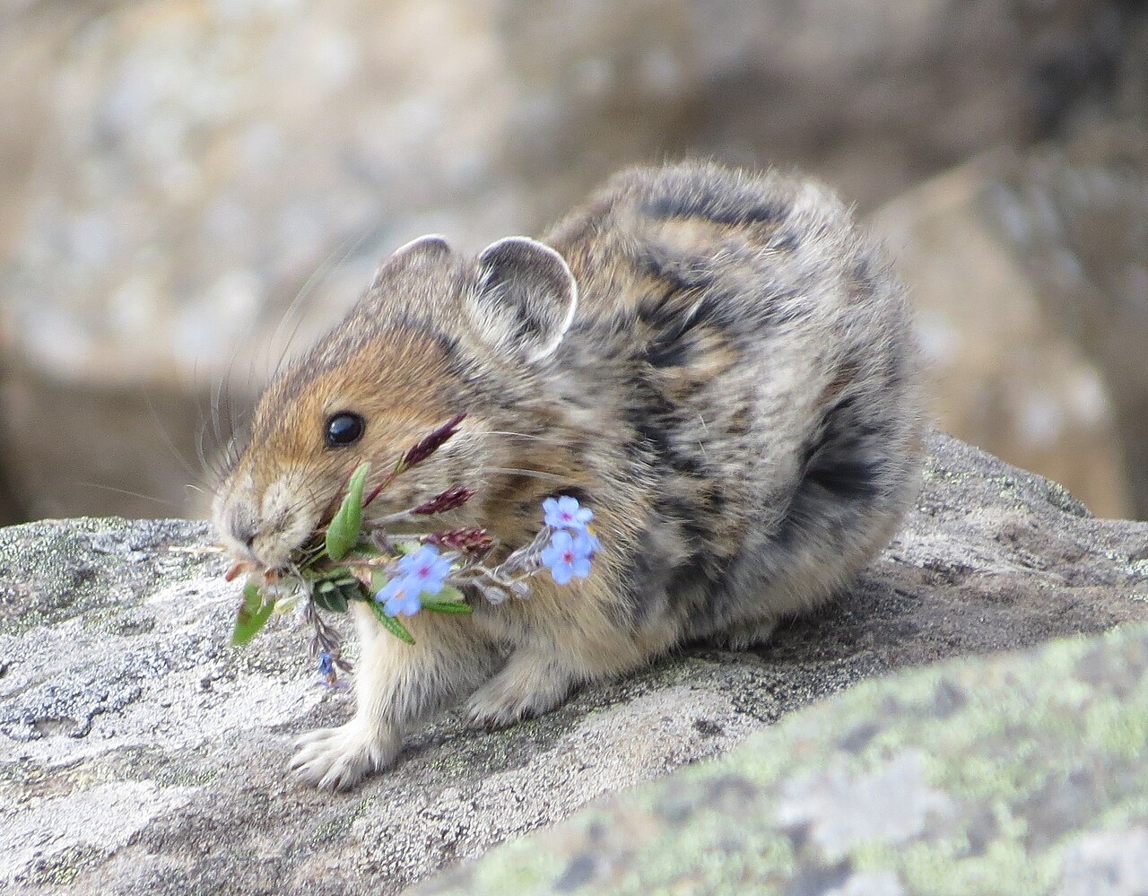 Pika d’Amérique (Ochotona princeps) en photographie
