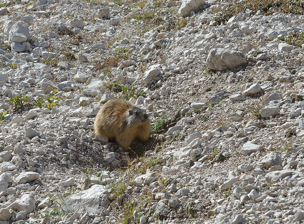 Marmotte alpine (Marmota marmota) en photographie