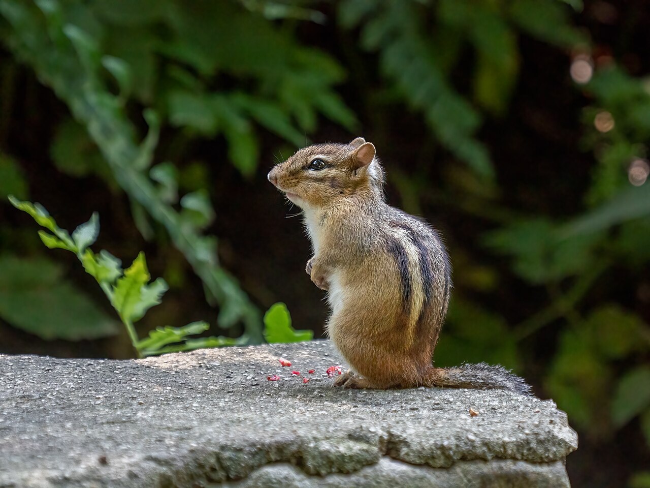 Tamia rayé (Tamias striatus) en photographie