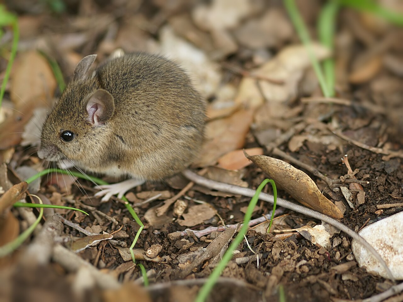 Mulot sylvestre (Apodemus sylvaticus) en photographie
