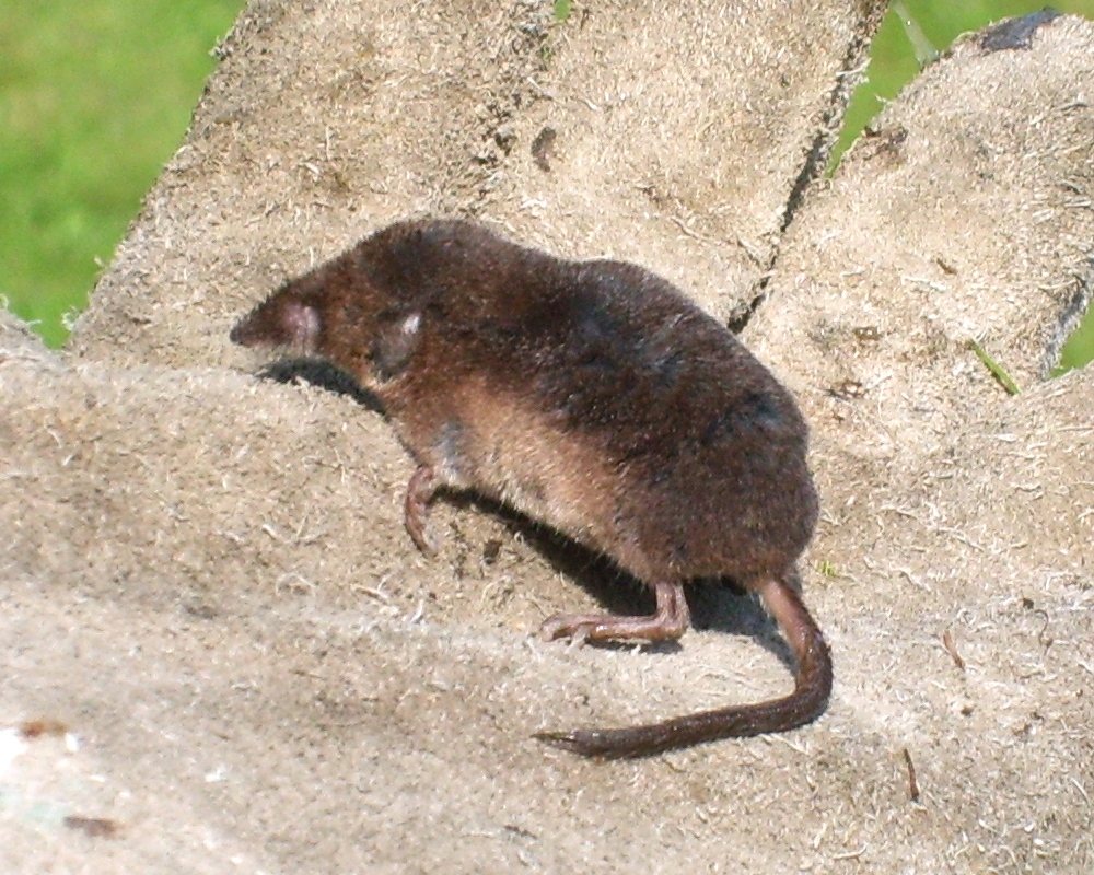 Musaraigne carrelet (Sorex araneus) en photographie