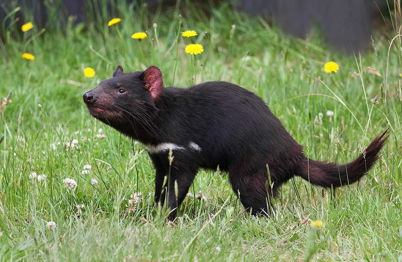 Diable de Tasmanie (Sarcophilus harrisii) en photographie