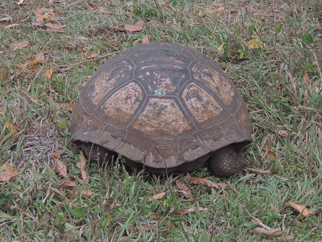 Tortue géante de Santa Cruz (Chelonoidis porteri) en photographie