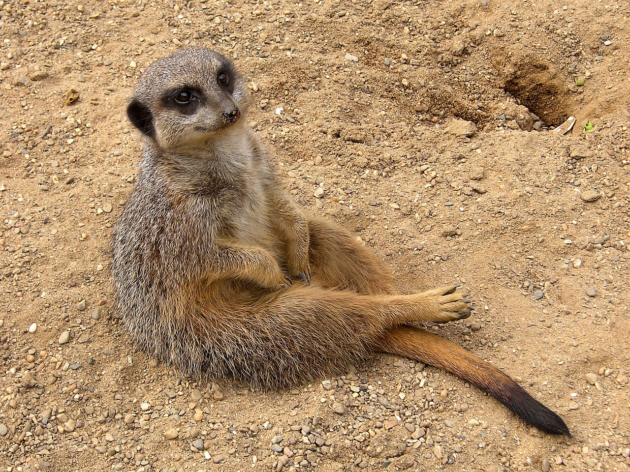Suricate (Suricata suricatta) en photographie