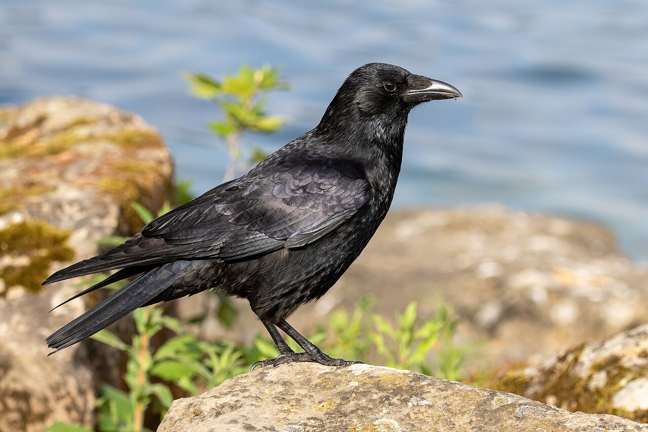 Corneille noire (Corvus corone) en photographie