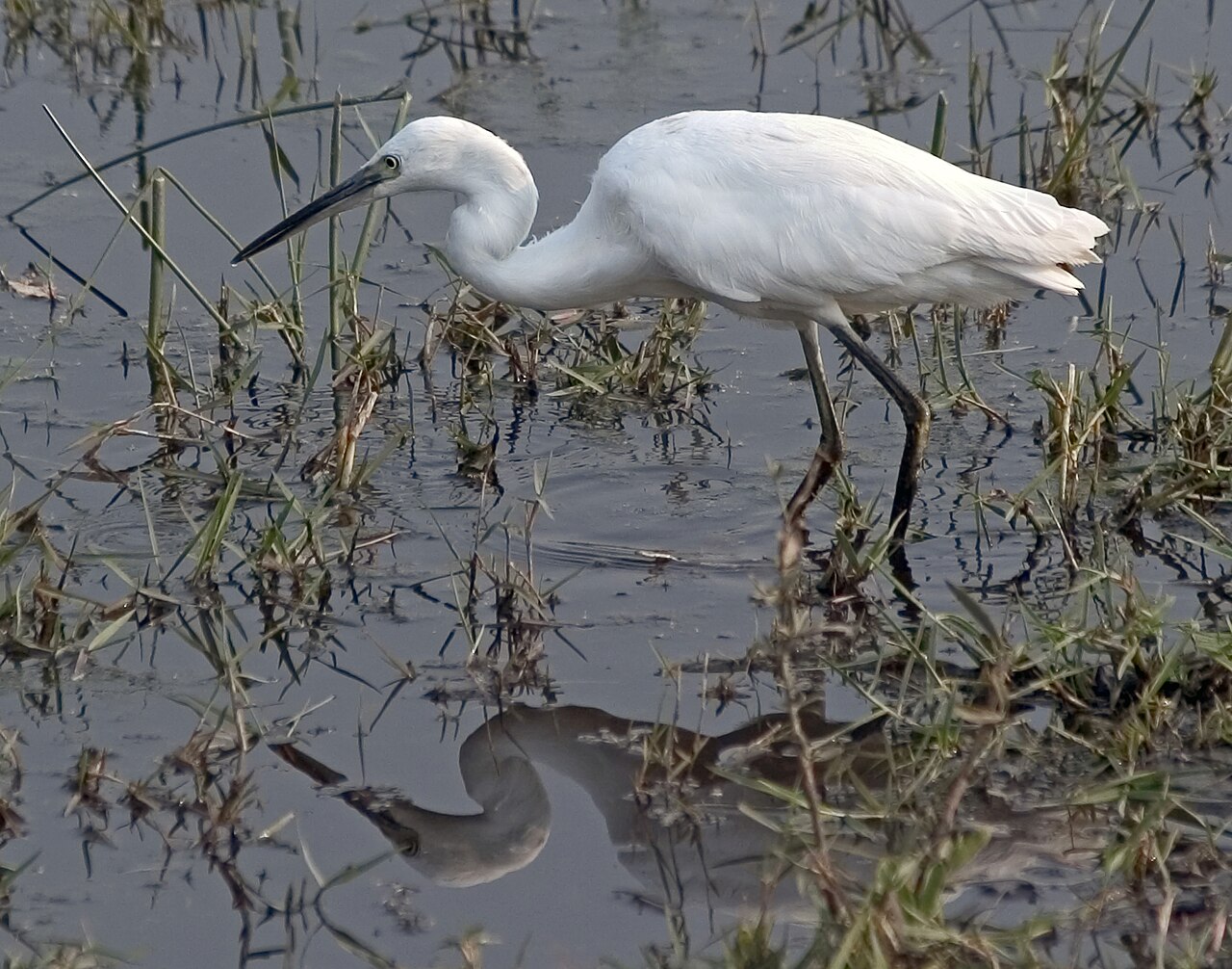 Aigrette garzette (Egretta garzetta) en photographie