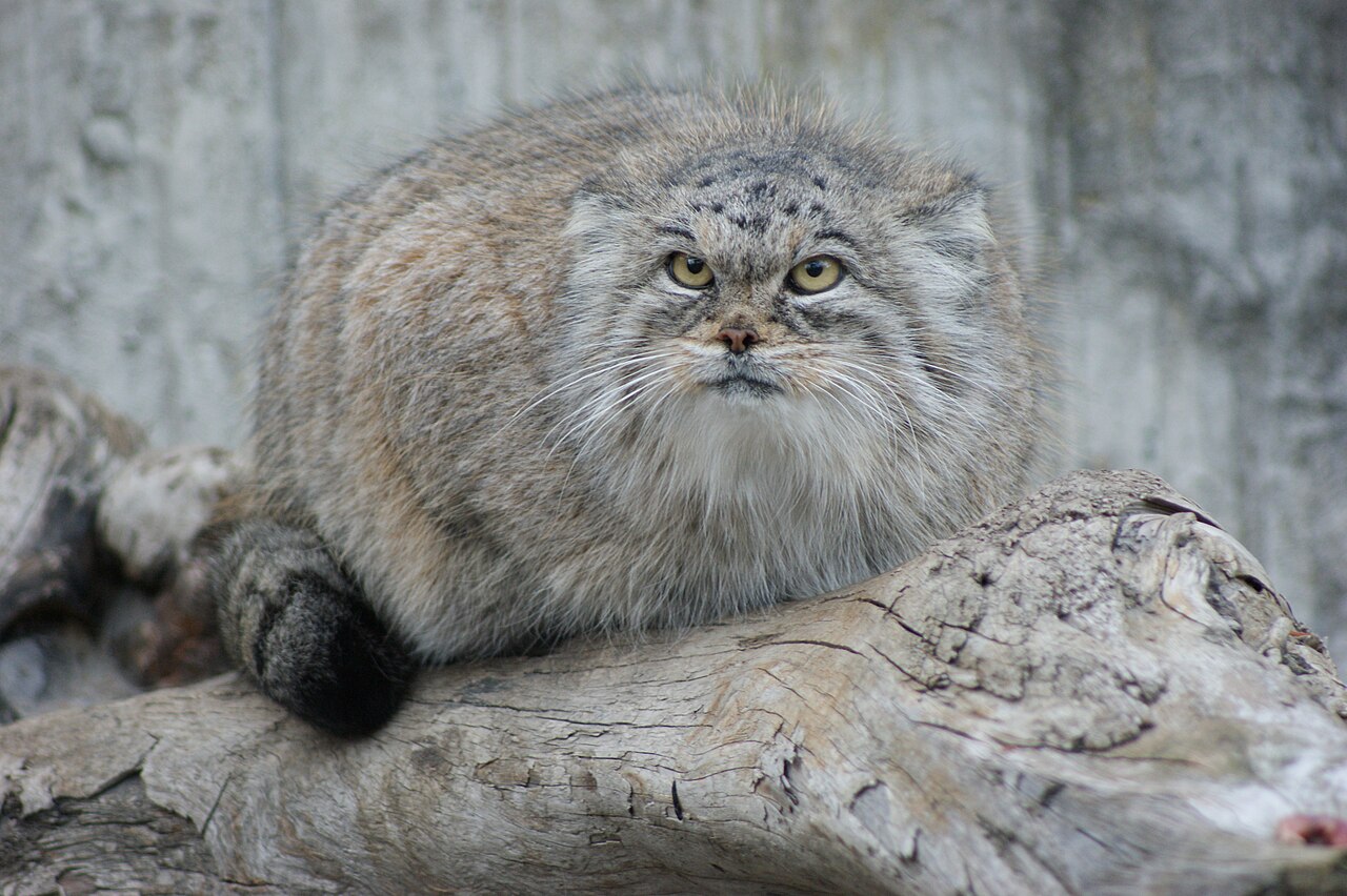 Chat de Pallas (Felis manul) en photographie