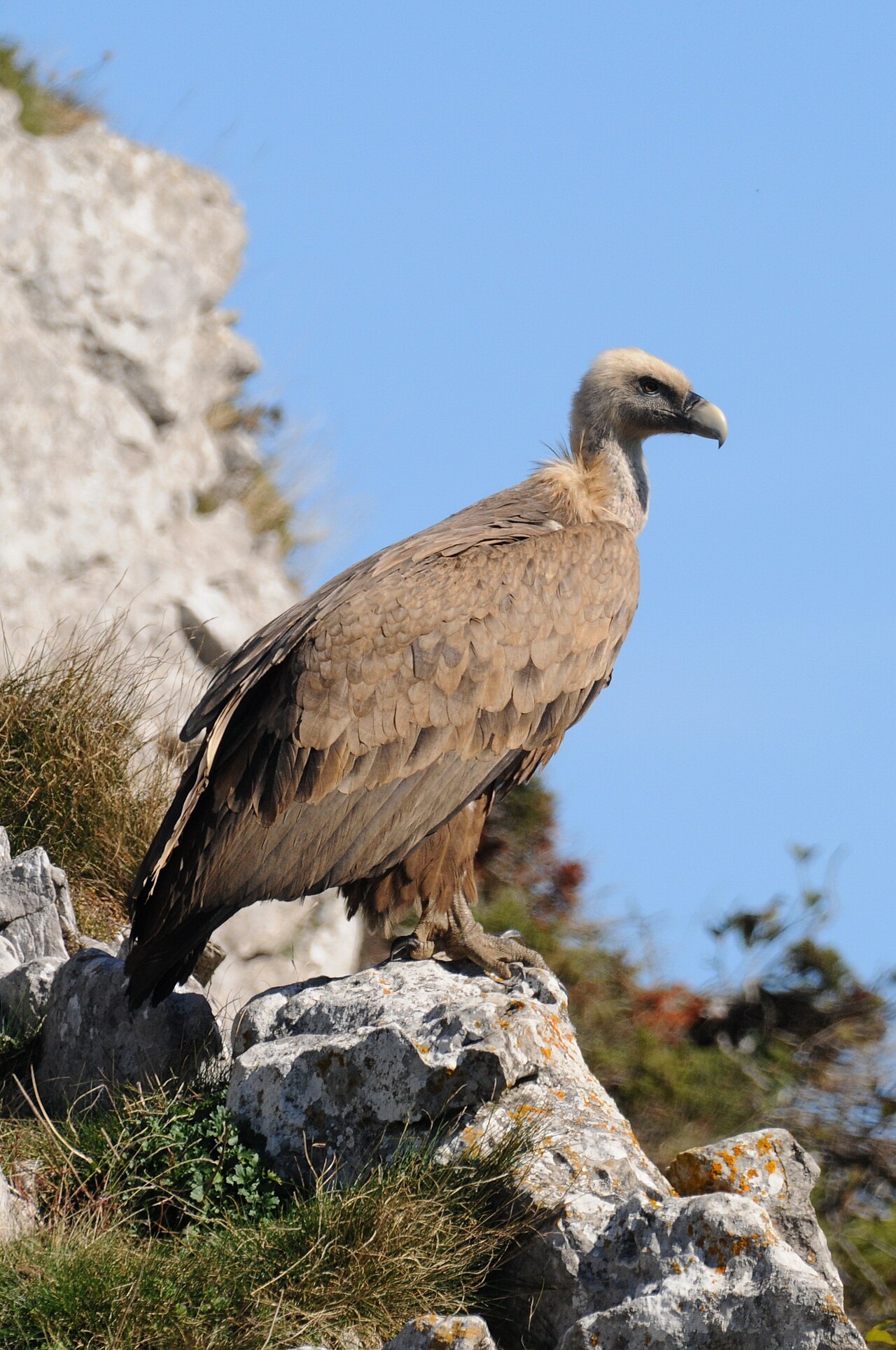 Vautour fauve (Gyps fulvus) en photographie