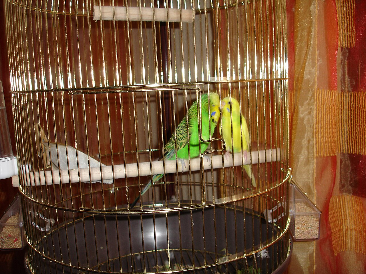 Perruche ondulée (Melopsittacus undulatus) en photographie